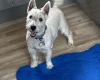 West Highland White Terrier