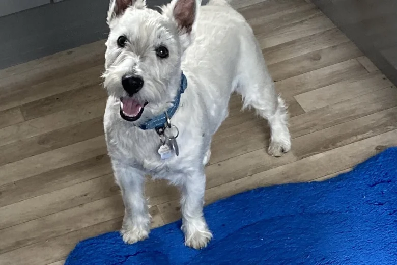 West Highland White Terrier