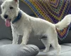 West Highland White Terrier