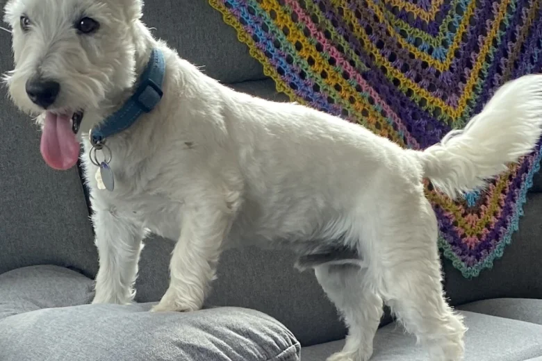 West Highland White Terrier