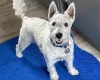West Highland White Terrier