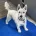 West Highland White Terrier