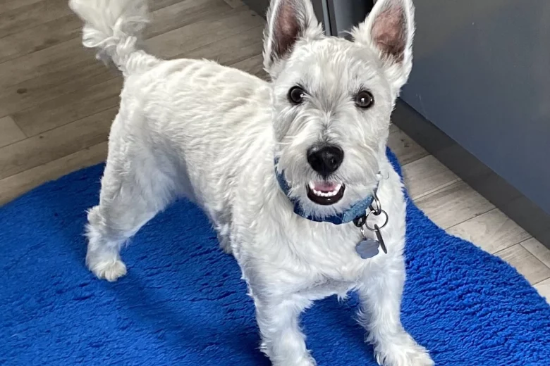 West Highland White Terrier