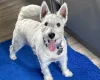 West Highland White Terrier