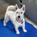 West Highland White Terrier
