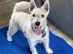 West Highland White Terrier