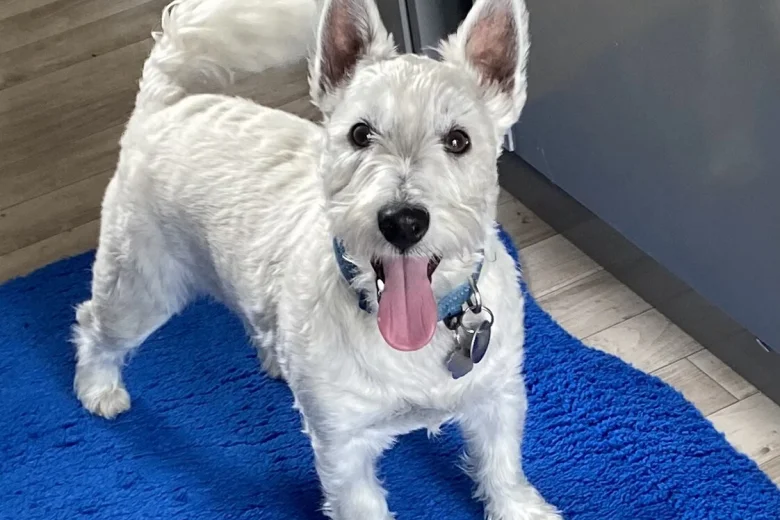 West Highland White Terrier