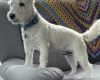 West Highland White Terrier