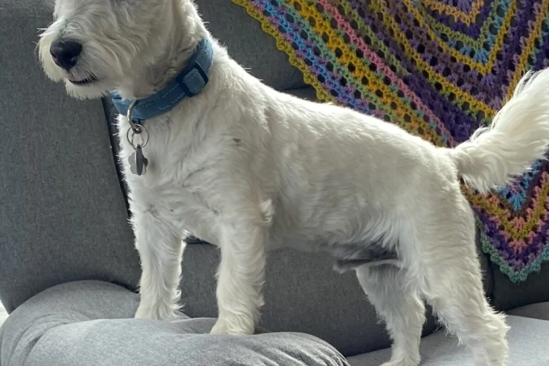 West Highland White Terrier