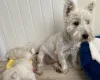 West Highland White Terrier