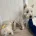 West Highland White Terrier