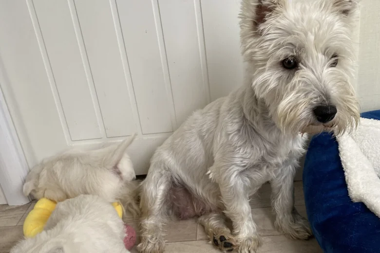 West Highland White Terrier