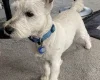 West Highland White Terrier