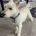 West Highland White Terrier