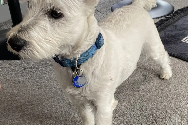 West Highland White Terrier
