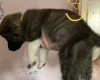 Akita