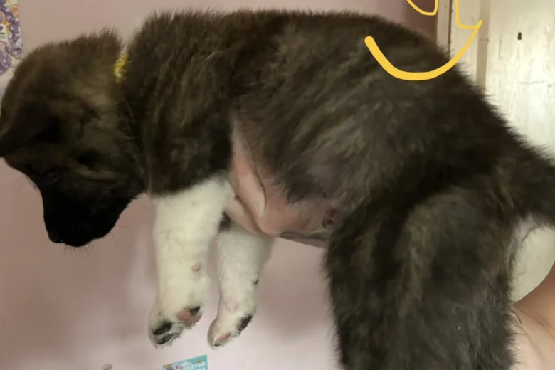 Akita
