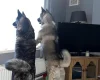 Akita