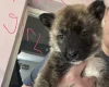 Akita