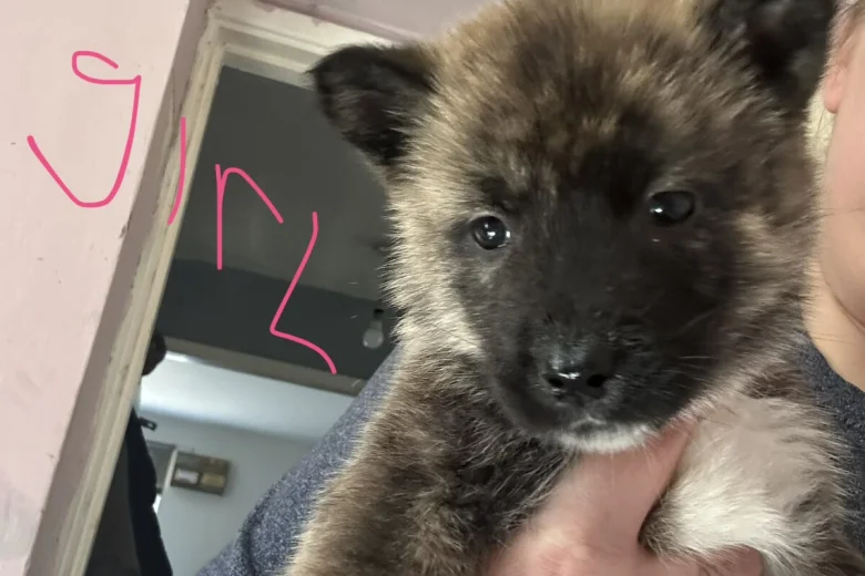 Akita