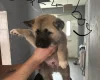 Akita