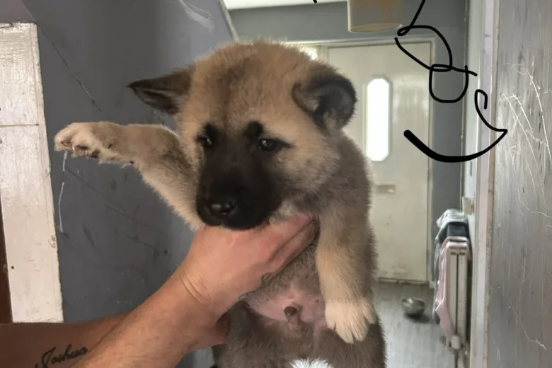 Akita