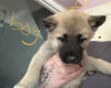 Akita