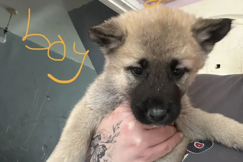 Akita