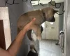 Akita