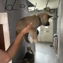 Akita
