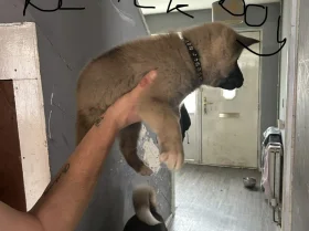 Akita