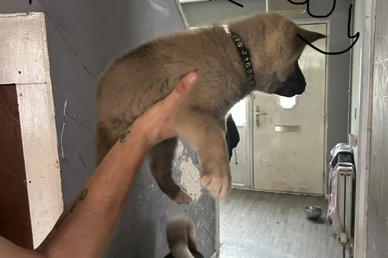 Akita