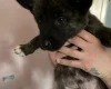 Akita