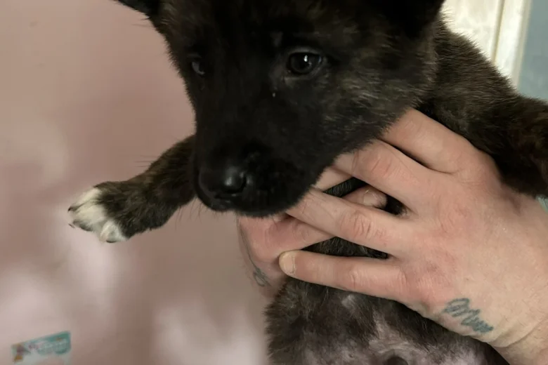 Akita