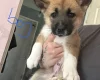 Akita