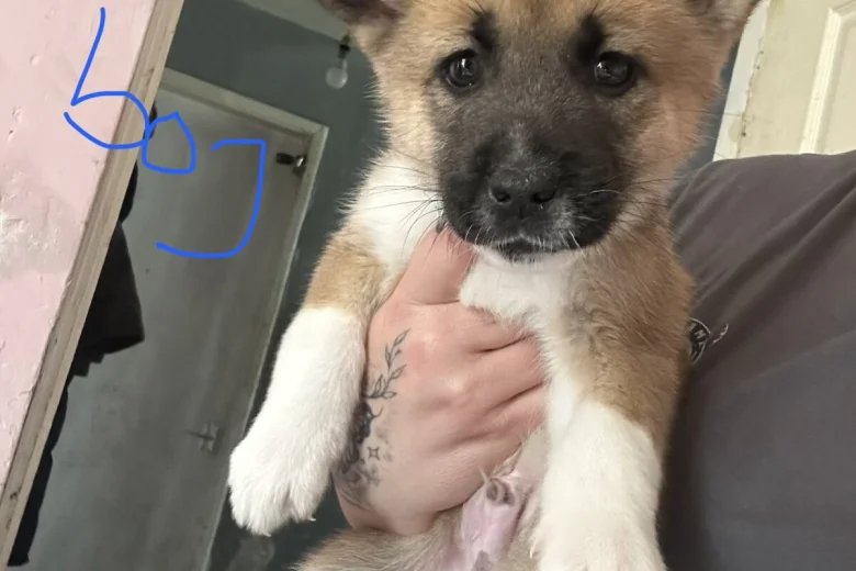 Akita