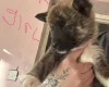 Akita