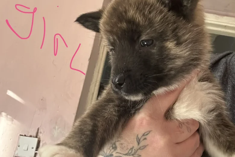 Akita
