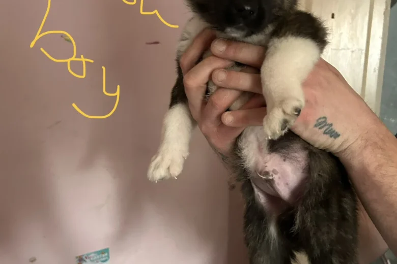 Akita