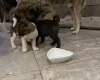 Akita