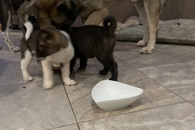 Akita