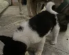 Akita