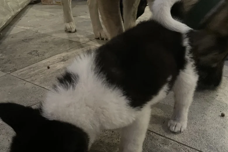 Akita