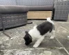 Akita