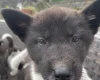 Akita