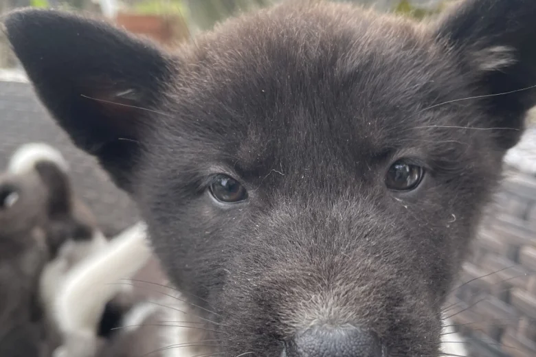 Akita