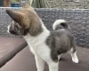 Akita