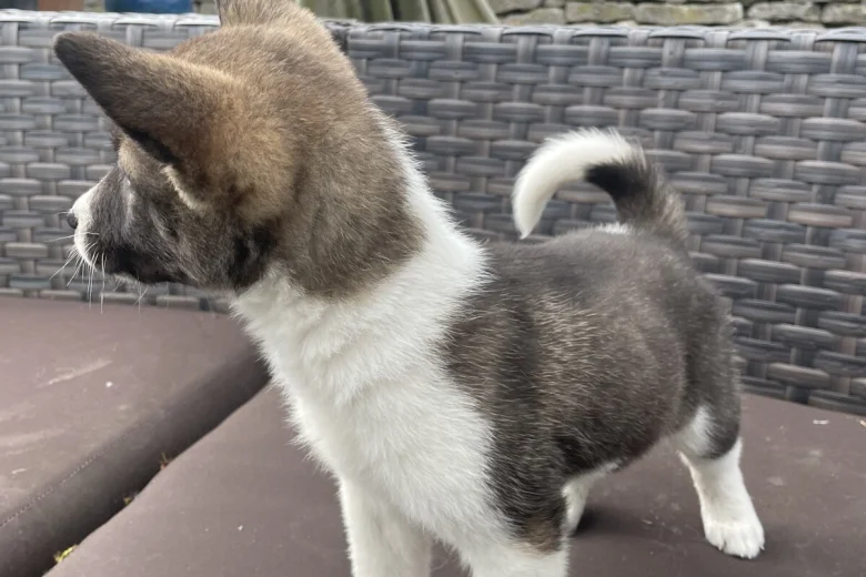 Akita