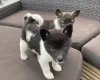 Akita