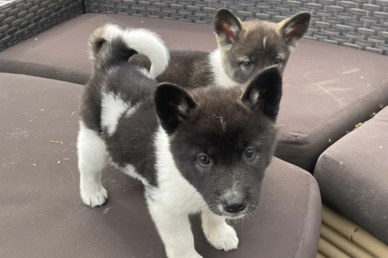 Akita